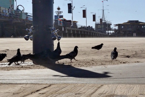 Santa Monica Pier oiseaux copie