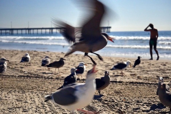 oiseaux LA Venice Beach